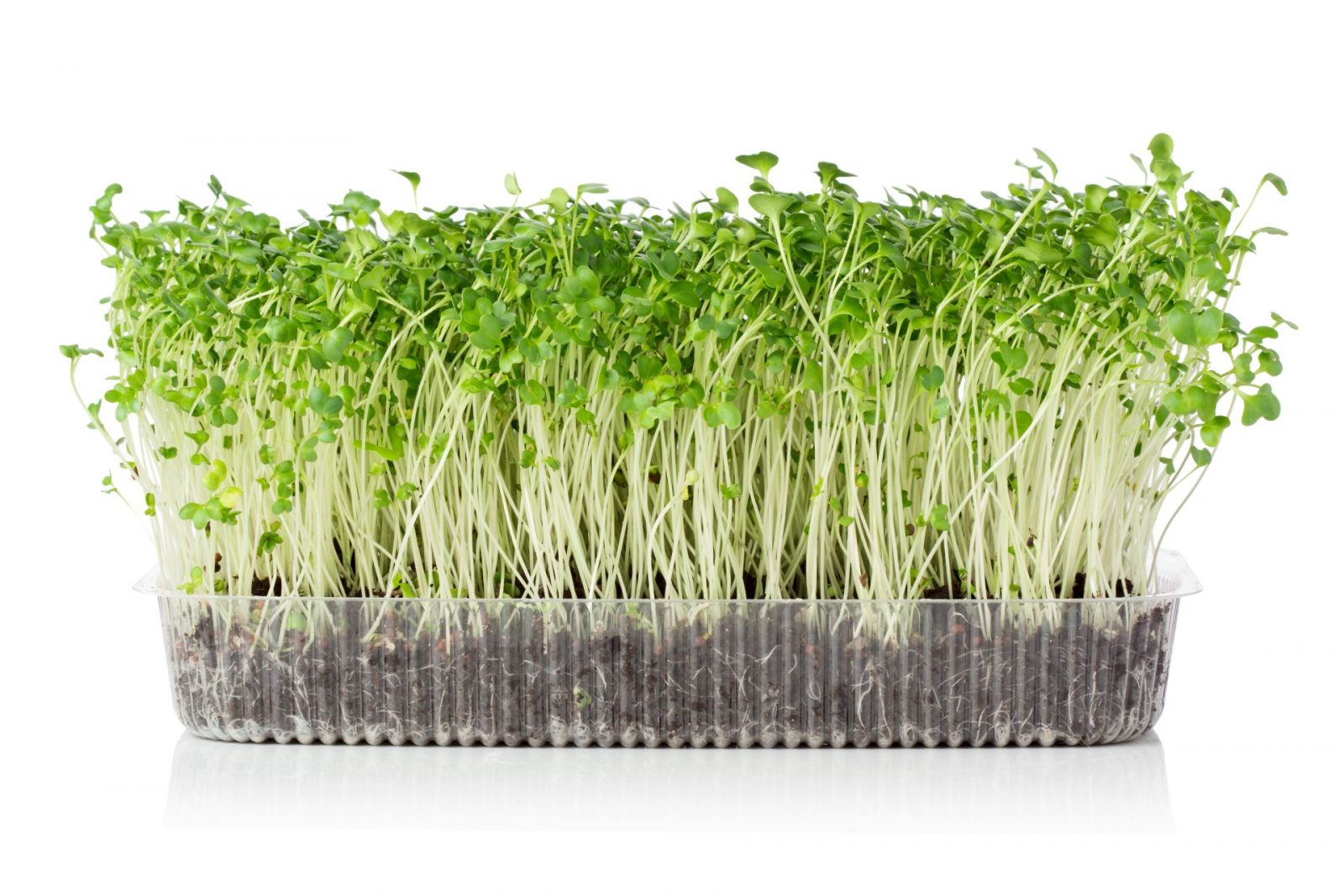 Columbia urban farm City Roots, which grows microgreens like the ones pictured above, is investing $4.4 million to expand its Richland County operations. (Photo/File)