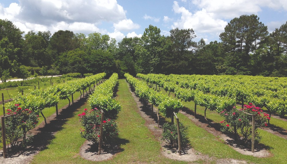 La Belle Amie Winery in Little River, owned by Vicki Weigle, is a pioneer in South Carolina's wine industry and one of several woman-owned wineries in the state. (Photo/Provided)